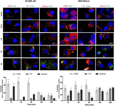 Structural and functional properties of the Kunitz-type and C-terminal domains of Amblyomin-X supporting its antitumor activity